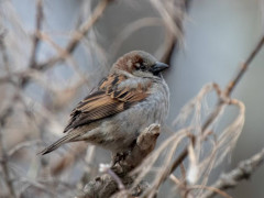 Прогноз погоди для жителів Київщини на 21-ше лютого