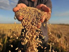Аграрії Київщини отримують найвищу зарплату серед працівників вітчизняного АПК