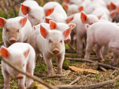 У Бородянському районі зафіксували новий спалах чуми свиней 