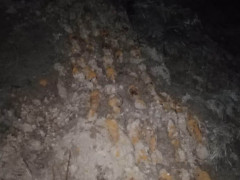 Під Києвом "чорний археолог" знайшов 71 снаряд 