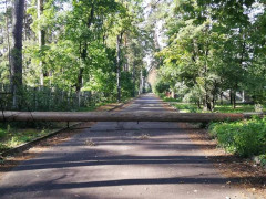 В Ірпені на вулицю звалилось дерево (ФОТО)