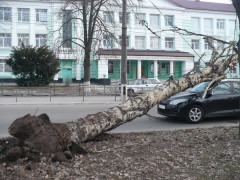 У Білій Церкві неподалік від школи дерево розтрощило автомобіль (ФОТО)