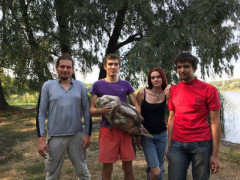 У Києво-Святошинському районі волонтери врятували лебедя