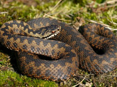 В лісах Київщини активізувалися гадюки (ФОТО)