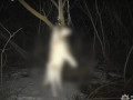 У Тетієві чоловіки повісили собаку на дереві (ВІДЕО)