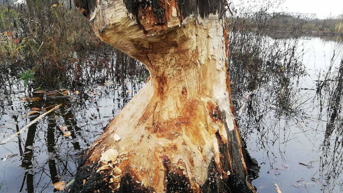 В Ірпені бобри захопили набережну (ФОТО)