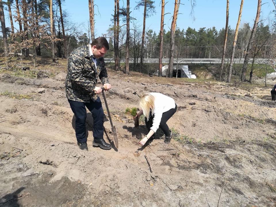 У Козинському лісництві висадили більше 50 тисяч молодих дерев (ФОТО)