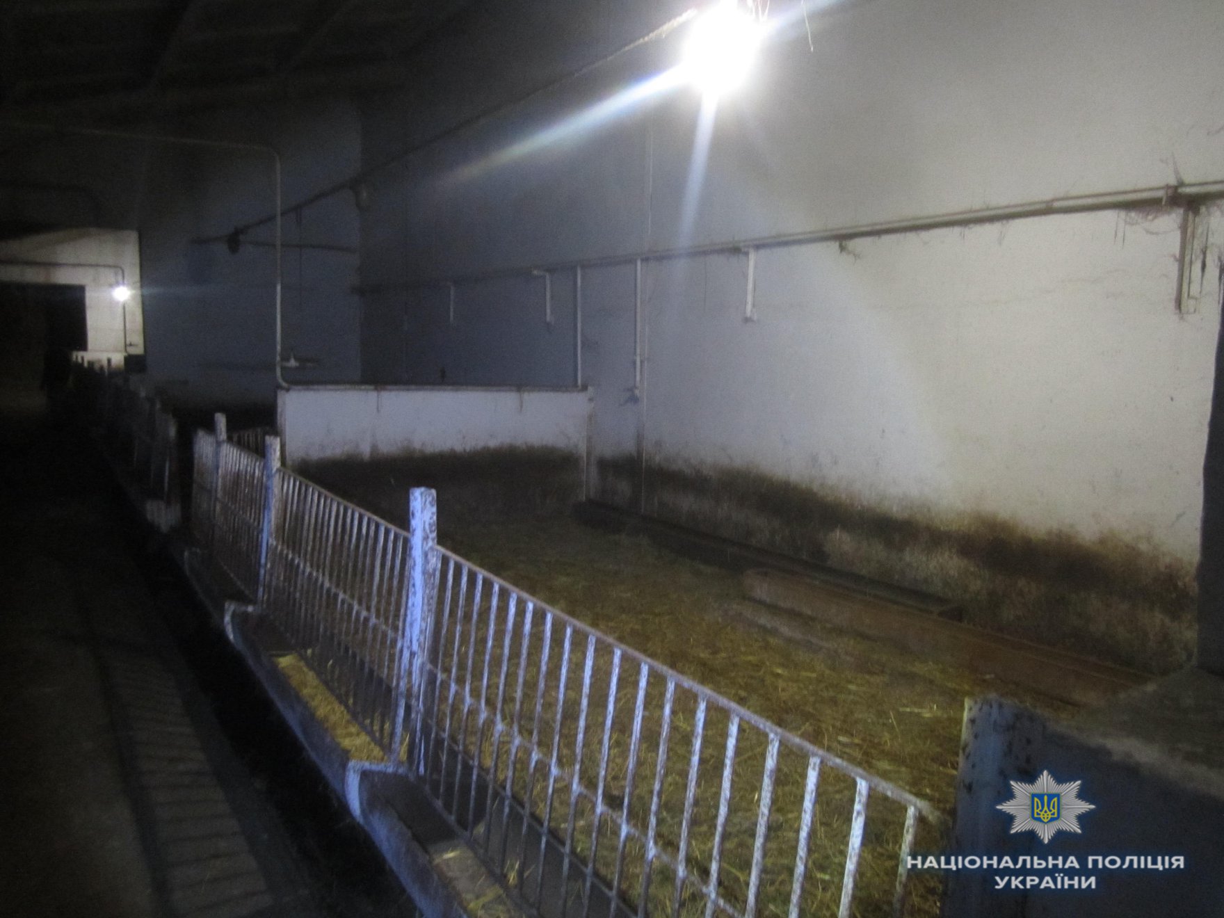 У Київській області поліцейські затримали викрадачів телят