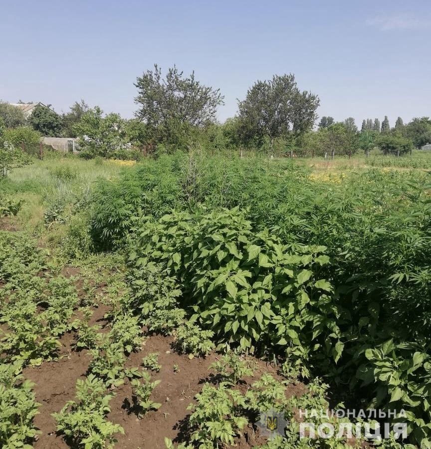 Правоохоронці Київщини ліквідували конопляні плантації в двох районах області (ФОТО)