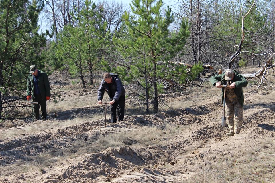 На згарищах у зоні відчуження висадили понад мільйон дерев (ФОТО)