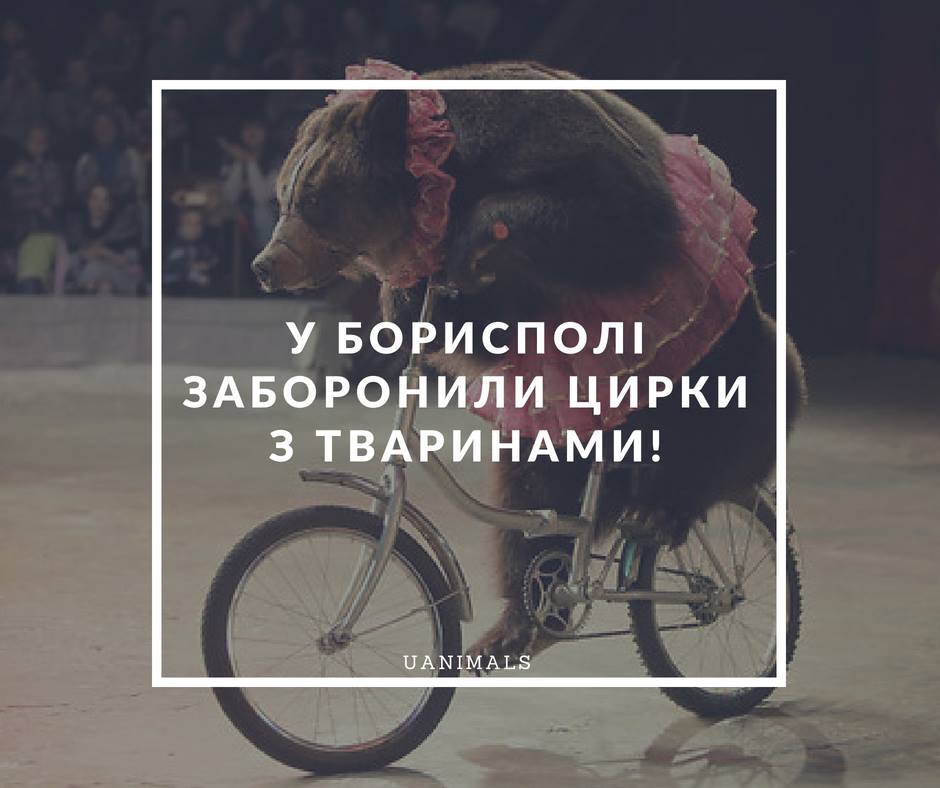 Цирк з тваринами у Бориспіль більше не приїде