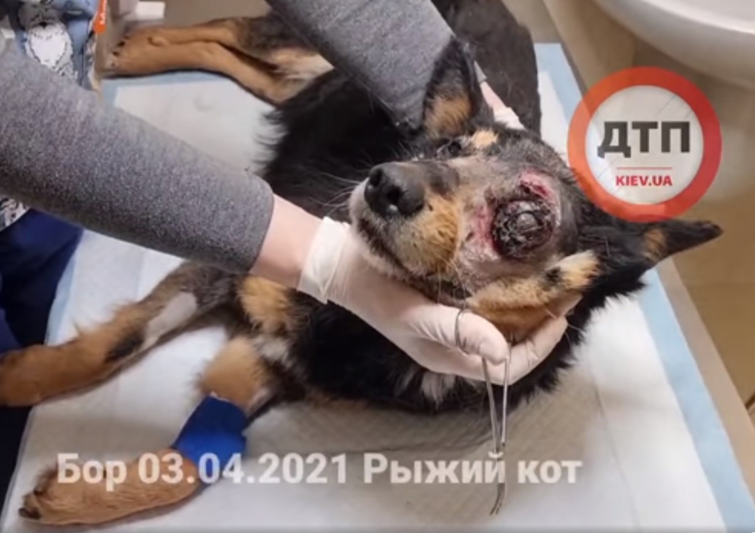 У Бородянці нелюди розстріляли шістьох собак (ВІДЕО)