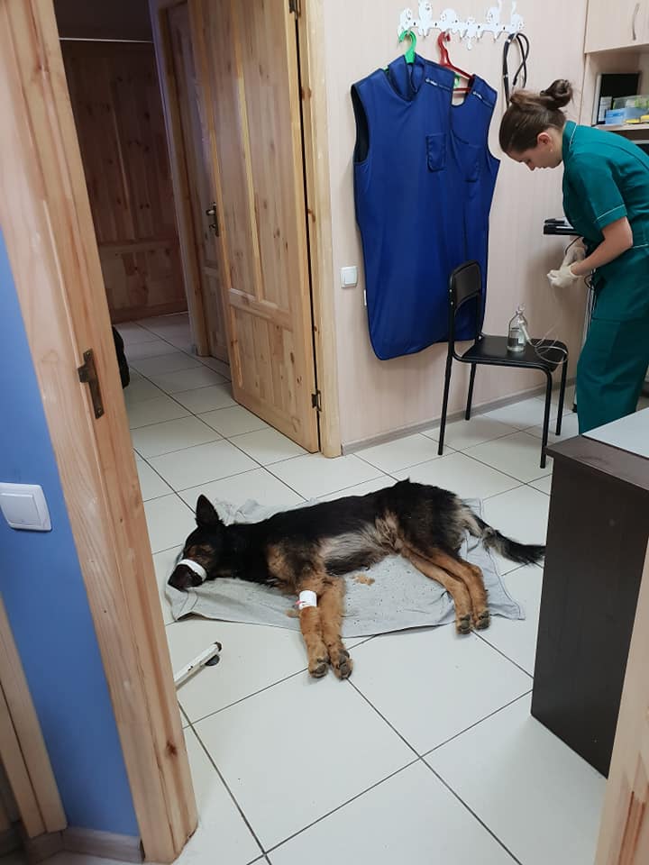 Під Броварами нелюди побили собаку та викинули помирати її на смітник (ФОТО, ВІДЕО)
