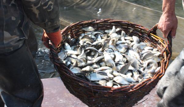 У двох містах на Київщині відбудеться зариблення водосховища