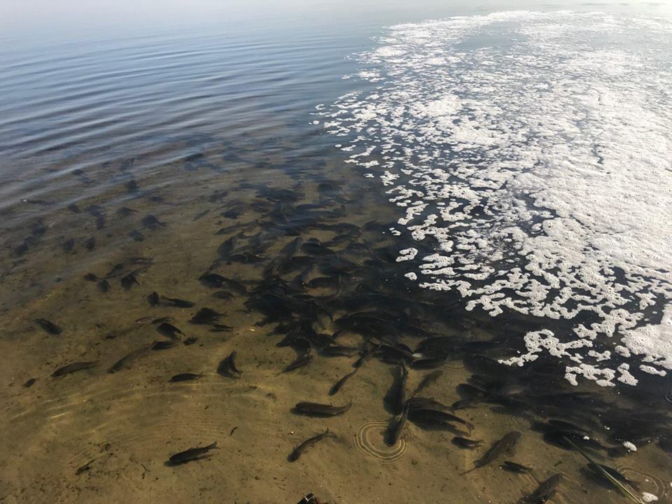 Води Київщини поповнились рибними ресурсами (ФОТО)