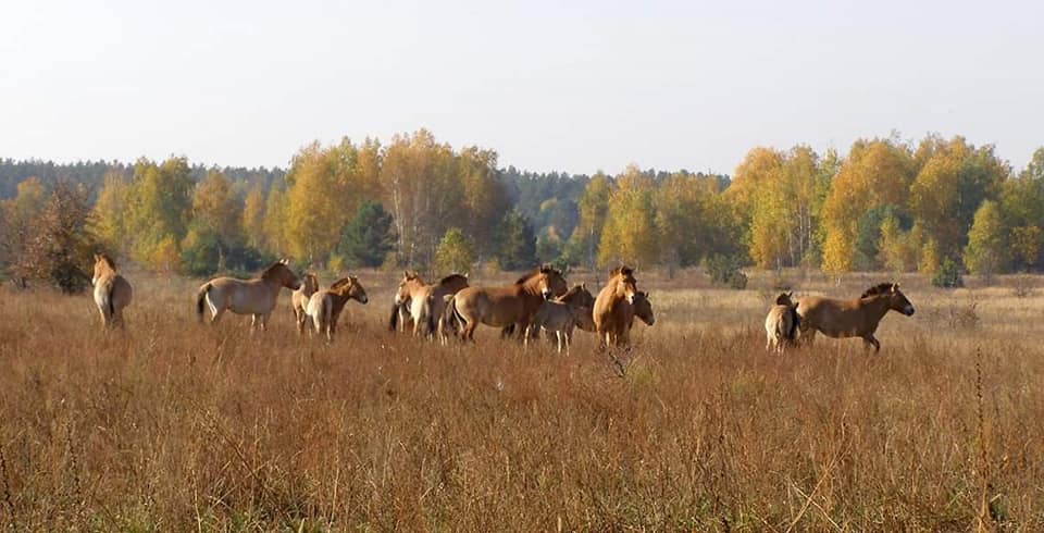 У Чорнобильській зоні акліматизувалися коні Пржевальського (ФОТО)