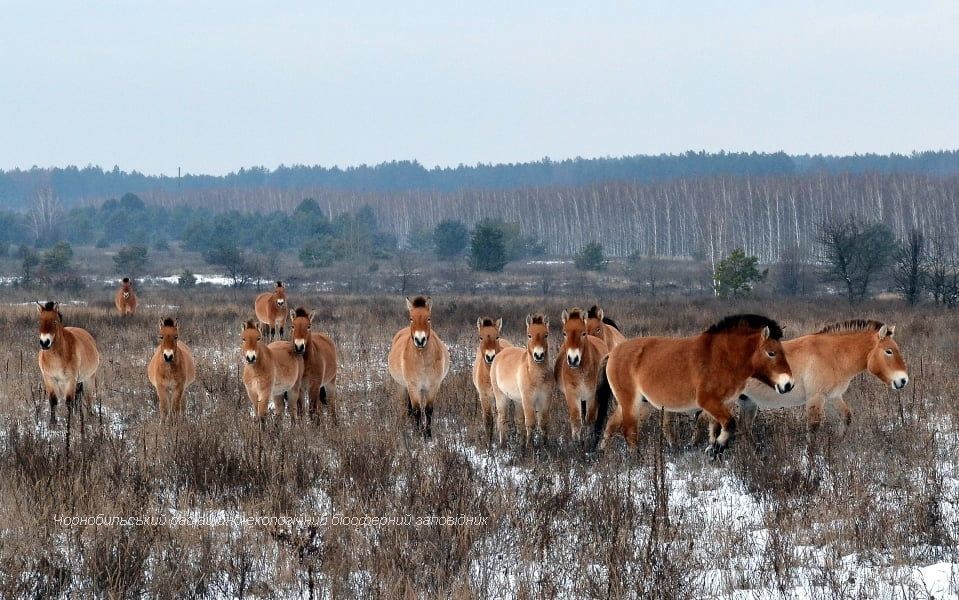 У Чорнобилі померли коні Пржевальського (ФОТО)