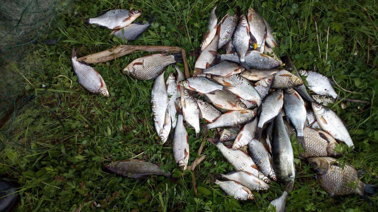 На Київщині браконьєри продовжують красти рибу з річок та водосховищ (ФОТО)