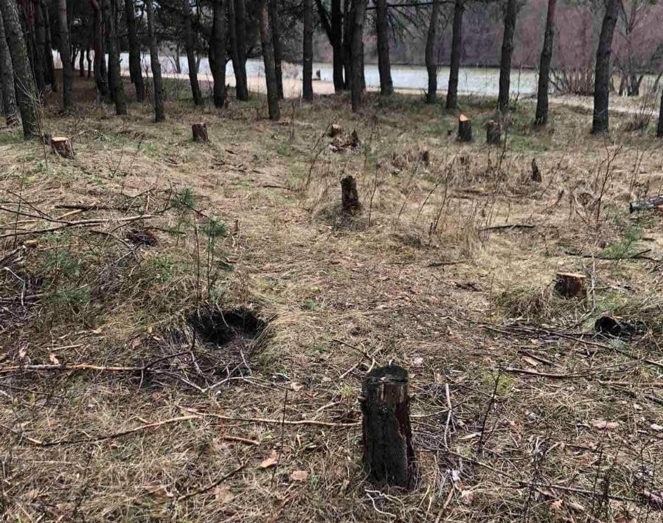 Під Вишгородом незаконно вирубували дерева (ФОТО)