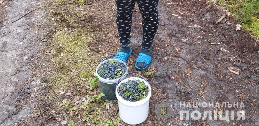 У зоні ЧАЕС жителька Житомирщини збирала ягоди