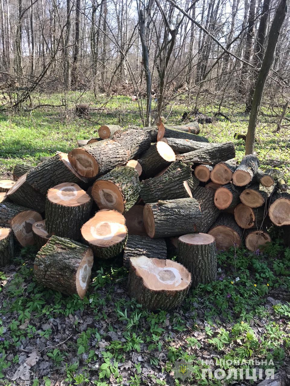 На Переяславщині вирубали лісу на "кругленьку" суму (ФОТО)