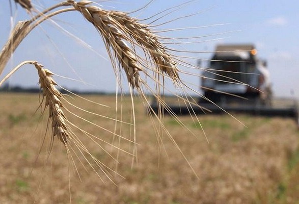 Скандал на Київщині: аграрії скаржаться на незаконне скасування прокуратурою договорів оренди землі