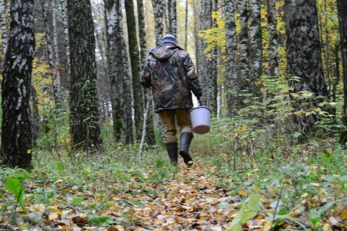 На Київщині розшукали зниклого грибника