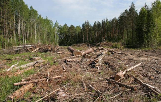 Прокуратура довела причетність чиновників Васильківської РДА до незаконної видачі землі