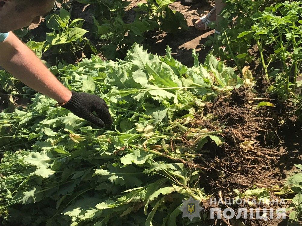 У Богуславському районі виявили макову плантацію (ФОТО)