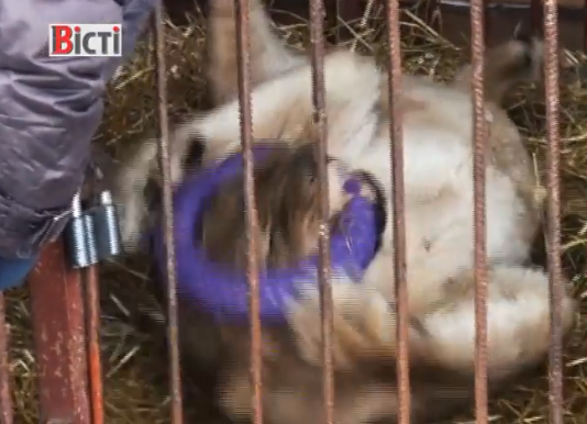 Поблизу Борисполя в притулку для тварин живе левиця (ВІДЕО)