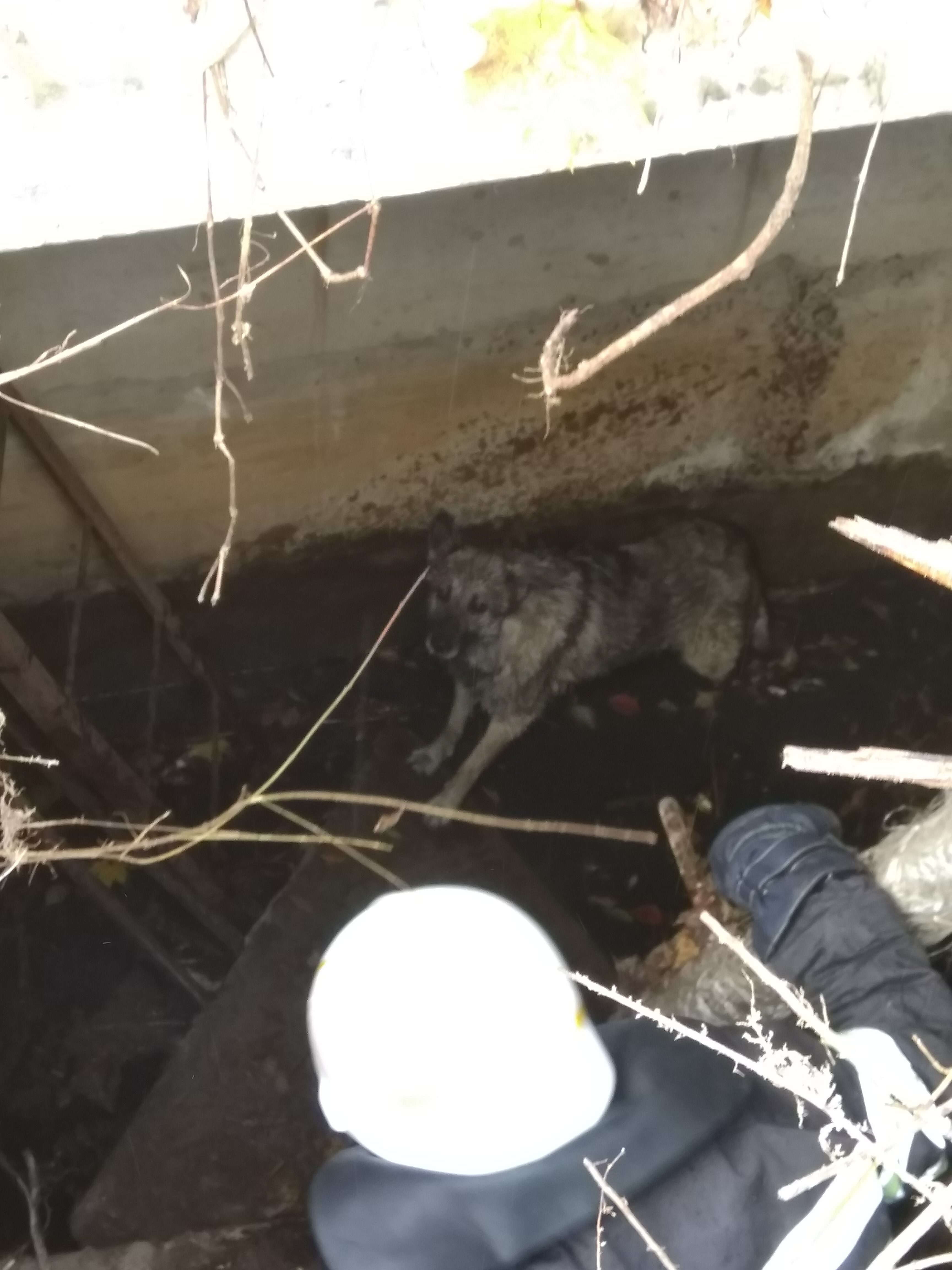 На Чорнобильщині пожежники врятували домашнього улюбленця (ФОТО)