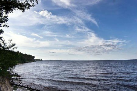 В озерах та річках Київщини масово гине риба