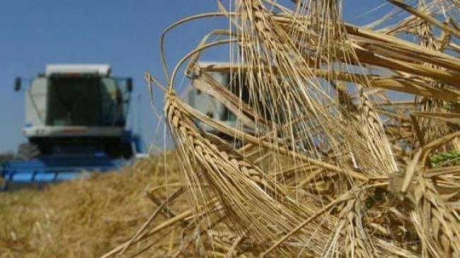 На Київщині зібрали понад 450 тис тонн зернових
