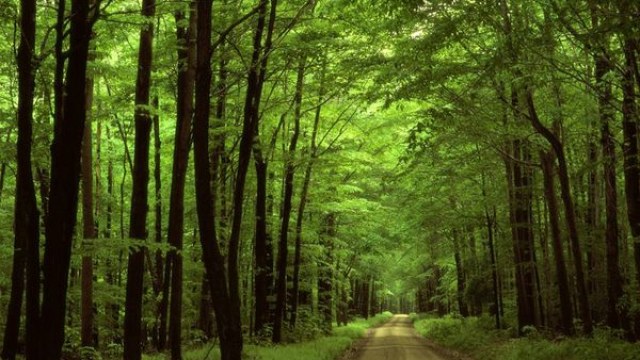 Бучанська міська рада незаконно віддала під забудову 6 га лісу