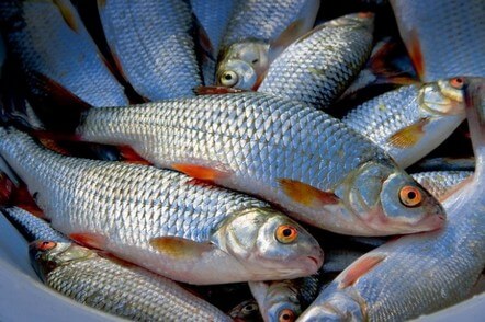 На Київському морі браконьєр наловив риби на суму більше 10 тисяч