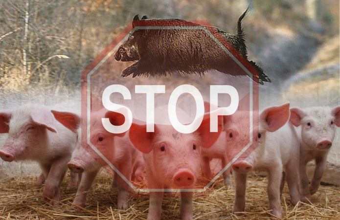На Тетіївщині спалах африканської чуми свиней