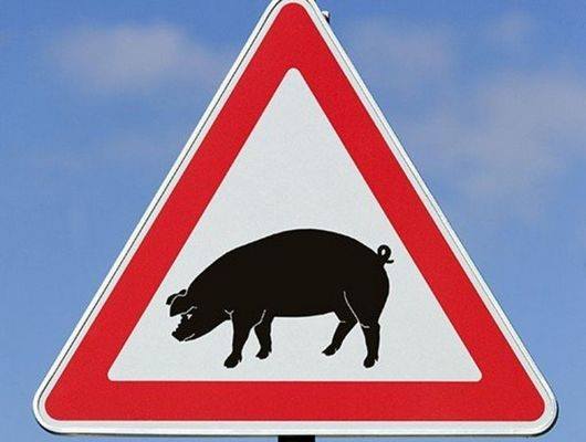 У Згурівському районі спалах африканської чуми свиней