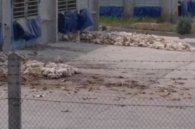Сморід тільки посилився: під Гаврилівкою знову складують курячі трупи (ВІДЕО)